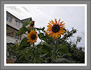 Fotogalerie