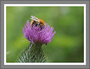 CWHP - Fotogalerie