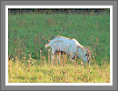 CWHP - Fotogalerie
