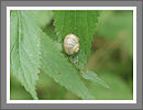 CWHP - Fotogalerie