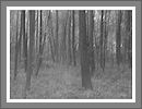 Fotogalerie